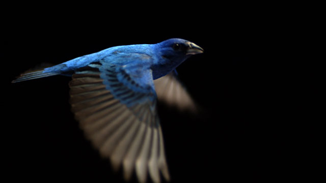 indigobunting2_nightflight-640×360